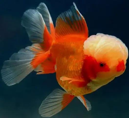 Cá Oranda Giá Bao Nhiêu? Bảng Giá Chi Tiết & Kinh Nghiệm Chọn Mua