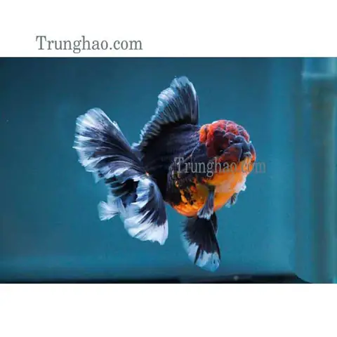 Cá Oranda Giá Bao Nhiêu? Bảng Giá Chi Tiết & Kinh Nghiệm Chọn Mua