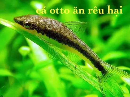 Cá Otto Giá Rẻ: Hướng Dẫn Mua, Nuôi Và Chăm Sóc Dễ Dàng