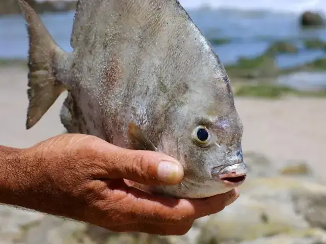 Cá Pacu Ăn Gì? Chế Độ Ăn Chi Tiết Từ Tự Nhiên Đến Nuôi Cảnh Cá Pacu Ăn Gì? Chế Độ Ăn Chi Tiết Từ Tự Nhiên Đến Nuôi Cảnh