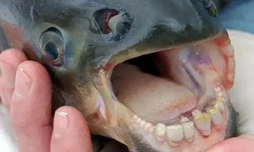 Cá Pacu Ăn Gì? Chế Độ Ăn Chi Tiết Từ Tự Nhiên Đến Nuôi Cảnh Cá Pacu Ăn Gì? Chế Độ Ăn Chi Tiết Từ Tự Nhiên Đến Nuôi Cảnh