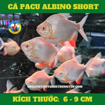 Cá Pacu Ăn Gì? Chế Độ Ăn Chi Tiết Từ Tự Nhiên Đến Nuôi Cảnh Cá Pacu Ăn Gì? Chế Độ Ăn Chi Tiết Từ Tự Nhiên Đến Nuôi Cảnh