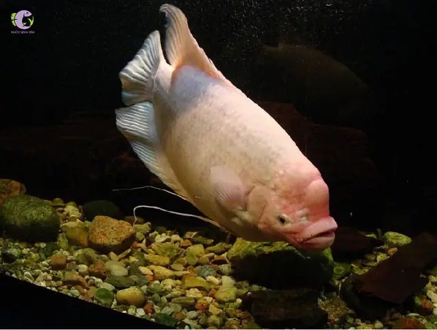 Cá Phát Tài Albino: Đặc Điểm, Cách Nuôi Và Địa Điểm Mua Uy Tín Cá Phát Tài Albino: Đặc Điểm, Cách Nuôi Và Địa Điểm Mua Uy Tín