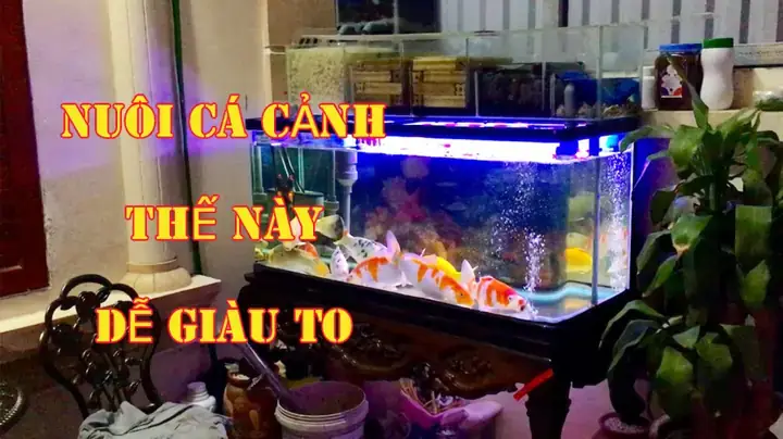 Cá Phát Tài Nên Nuôi Mấy Con Để Chiêu Tài Hút Lộc?