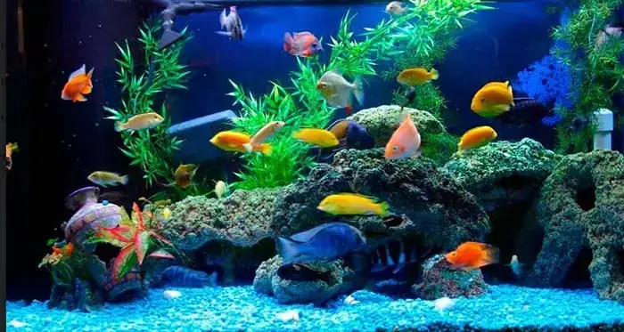 Cá Phong Thủy Dễ Nuôi: Chọn Loại Nào Mang Tài Lộc, May Mắn Vào Nhà?