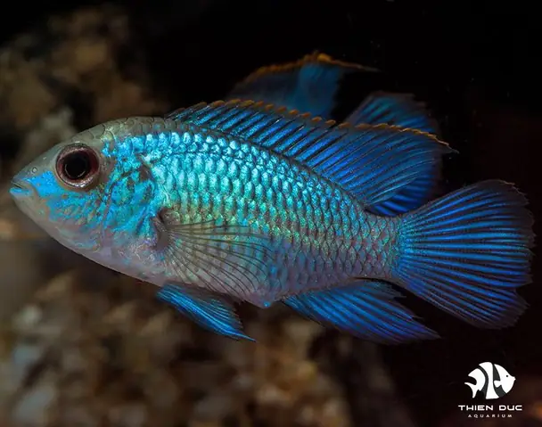 Cá Phượng Hoàng Blue Acara: Đặc Điểm, Nuôi Dưỡng Và Phân Biệt Giới Tính