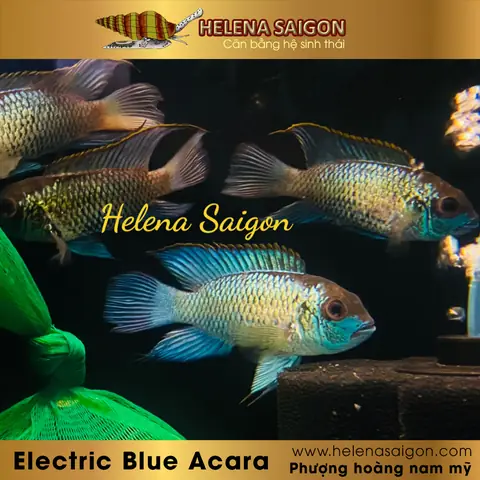 Cá Phượng Hoàng Blue Acara: Đặc Điểm, Nuôi Dưỡng Và Phân Biệt Giới Tính