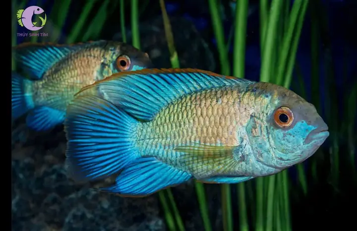 Cá Phượng Hoàng Blue Acara: Đặc Điểm, Nuôi Dưỡng Và Phân Biệt Giới Tính