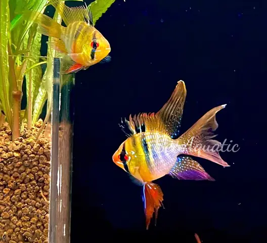 Cá Phượng Hoàng Ngũ Sắc: Đặc Điểm, Cách Nuôi & Giá Bán Chuẩn