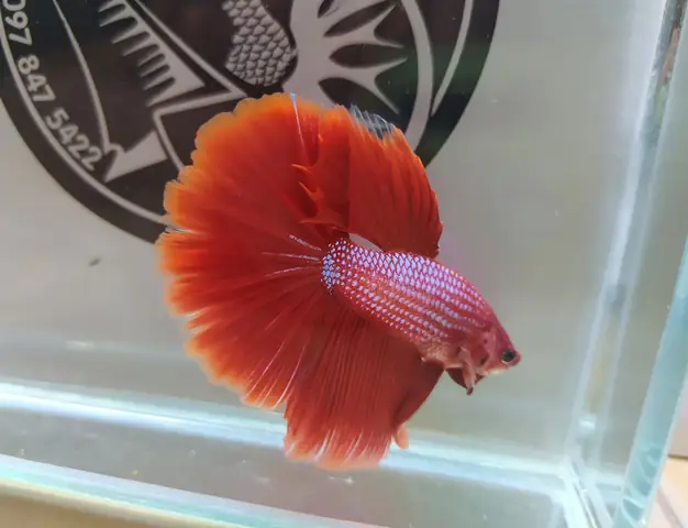 Cá Phướng Là Gì? Phân Biệt Với Các Dòng Cá Betta Khác Cá Phướng Là Gì? Phân Biệt Với Các Dòng Cá Betta Khác
