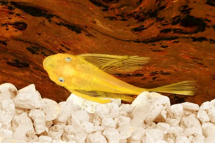 Cá Pleco Ăn Gì: Chế Độ Ăn Chi Tiết & Thực Phẩm Phù Hợp