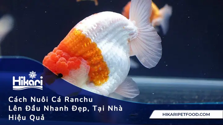 Cá Ranchu Ăn Gì Tốt Nhất: Hướng Dẫn Chi Tiết Từ A-z Cá Ranchu Ăn Gì Tốt Nhất: Hướng Dẫn Chi Tiết Từ A-z