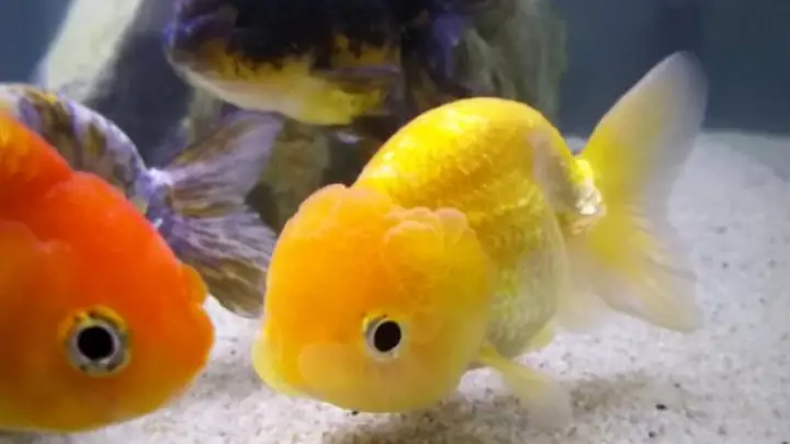 Cá Ranchu Ăn Gì Tốt Nhất: Hướng Dẫn Chi Tiết Từ A-z Cá Ranchu Ăn Gì Tốt Nhất: Hướng Dẫn Chi Tiết Từ A-z