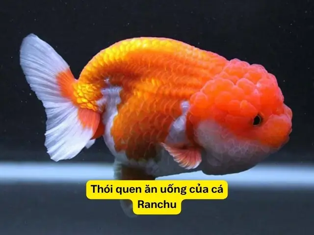 Cá Ranchu Ăn Gì Tốt Nhất: Hướng Dẫn Chi Tiết Từ A-z Cá Ranchu Ăn Gì Tốt Nhất: Hướng Dẫn Chi Tiết Từ A-z