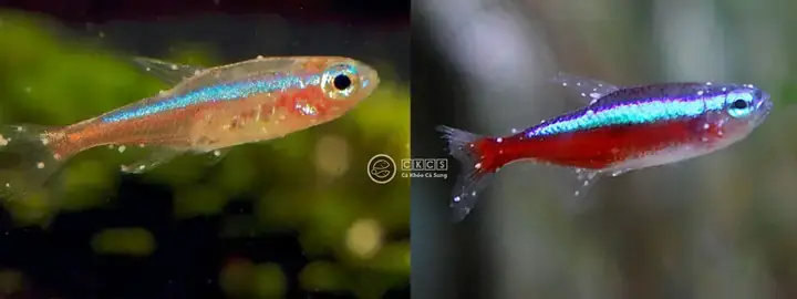Hướng Dẫn Chi Tiết Cách Trị Cá Ranchu Bị Nấm Trắng Hiệu Quả
