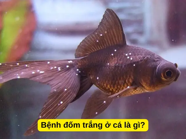Hướng Dẫn Chi Tiết Cách Trị Cá Ranchu Bị Nấm Trắng Hiệu Quả