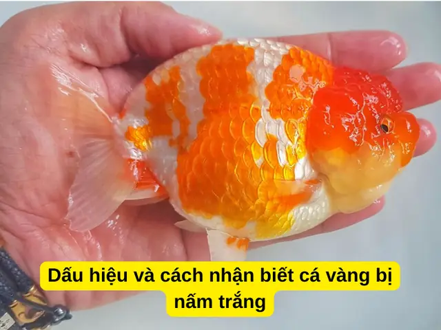 Hướng Dẫn Chi Tiết Cách Trị Cá Ranchu Bị Nấm Trắng Hiệu Quả