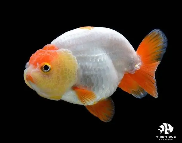 Mua Cá Ranchu Đà Nẵng: Giá Bao Nhiêu, Ở Đâu Uy Tín & Cách Chọn Cá Đẹp