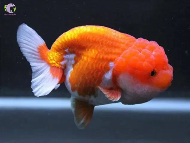 Mua Cá Ranchu Đà Nẵng: Giá Bao Nhiêu, Ở Đâu Uy Tín & Cách Chọn Cá Đẹp