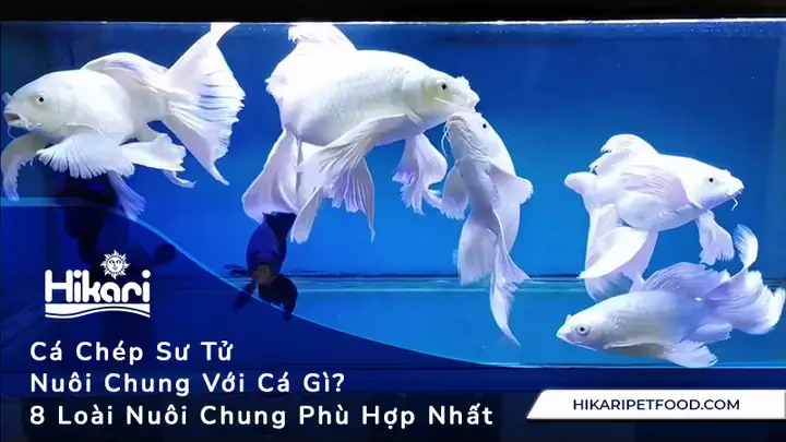 Cá Ranchu Nuôi Chung Với Cá Gì? 11 Loài Tương Thích & Lưu Ý Quan Trọng
