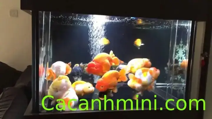 Cá Ranchu Nuôi Chung Với Cá Gì? 11 Loài Tương Thích & Lưu Ý Quan Trọng
