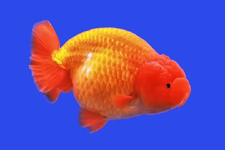 Cá Ranchu Nuôi Chung Với Cá Gì? 11 Loài Tương Thích & Lưu Ý Quan Trọng