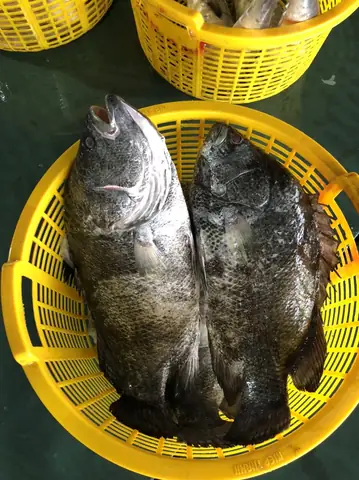 Cá Rô Biển Nước Ngọt: Sự Thật Về Loài Cá Độc Đáo Và Cách Nuôi Hiệu Quả