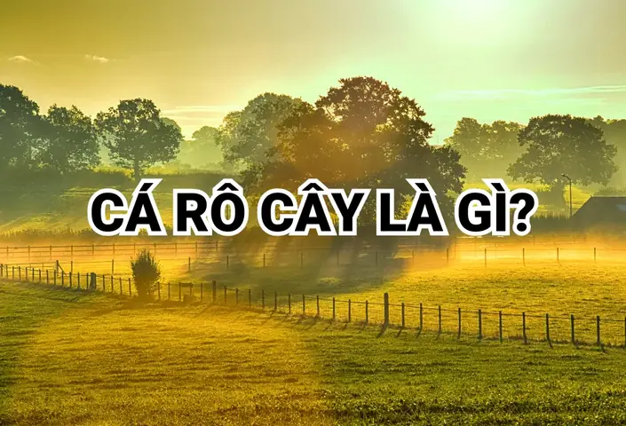 Cá Rô Cây Là Cá Gì? Nguồn Gốc Và Ý Nghĩa Câu Chuyện "bắc Kỳ Ăn Cá Rô Cây"