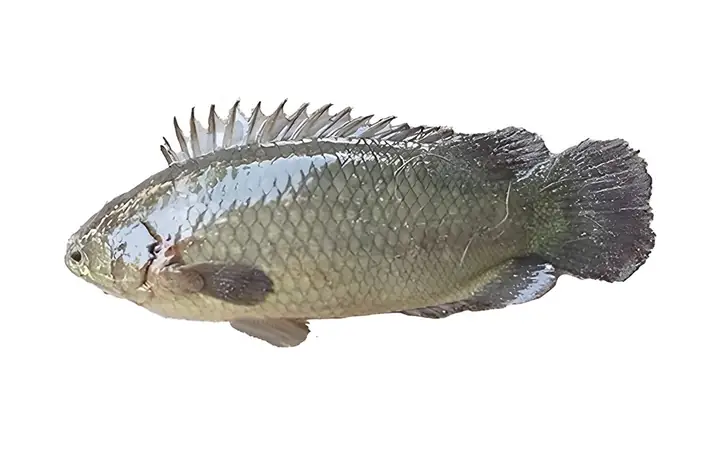 Cá Rô Đầu Nhím: Đặc Điểm, Kỹ Thuật Nuôi Và Lợi Ích Kinh Tế