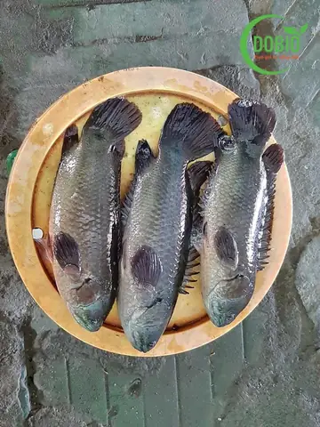 Nuôi Cá Rô Đầu Vuông: Hướng Dẫn Kỹ Thuật Nuôi Hiệu Quả Từ A-z