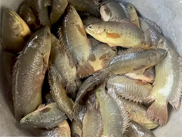 Cá Rô Đồng Ăn Gì? Thức Ăn Tự Nhiên & Chế Độ Dinh Dưỡng Tối Ưu Cá Rô Đồng Ăn Gì? Thức Ăn Tự Nhiên & Chế Độ Dinh Dưỡng Tối Ưu