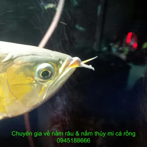 Cá Rồng Bị Nấm: Nguyên Nhân, Dấu Hiệu Và Cách Chữa Trị Hiệu Quả