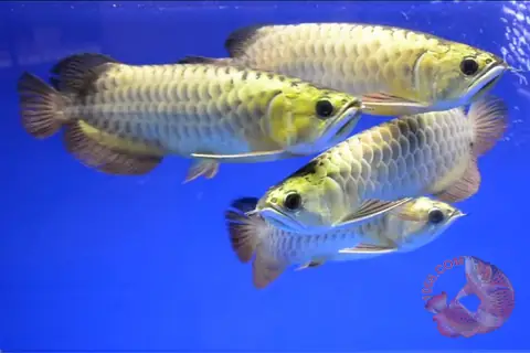 Cá Rồng Golden Head Là Gì? Đặc Điểm, Phân Biệt Với Các Loại Khác