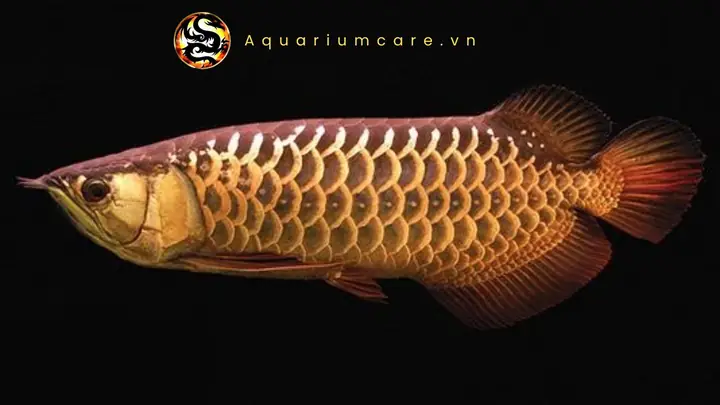 Cá Rồng Kim Long: Đặc Điểm, Các Loại & Cách Nuôi Chuẩn Cá Rồng Kim Long: Đặc Điểm, Các Loại & Cách Nuôi Chuẩn