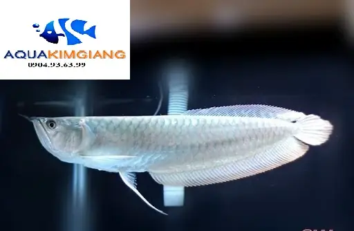 Cá Ngân Long: Đặc Điểm, Giá Cả Và Kinh Nghiệm Nuôi Chi Tiết