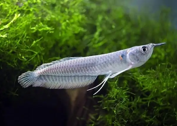 Cá Ngân Long: Đặc Điểm, Giá Cả Và Kinh Nghiệm Nuôi Chi Tiết