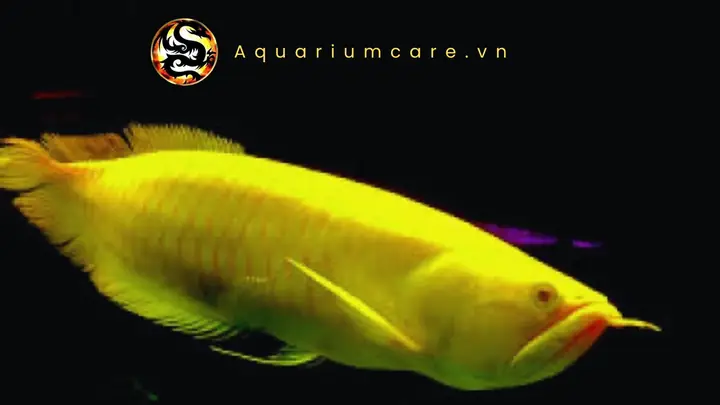 Cá Ngân Long: Đặc Điểm, Giá Cả Và Kinh Nghiệm Nuôi Chi Tiết