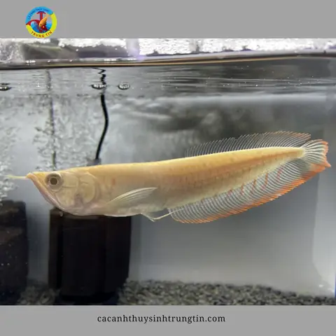Cá Ngân Long: Đặc Điểm, Giá Cả Và Kinh Nghiệm Nuôi Chi Tiết