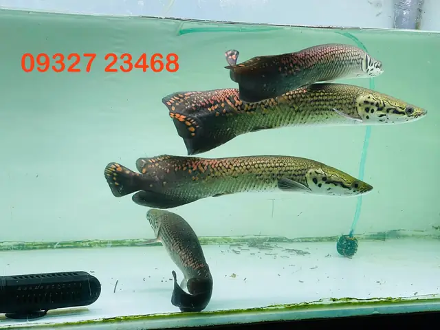 Cá Rồng Quy Nhơn: Địa Chỉ Mua Bán, Nuôi & Chăm Sóc Uy Tín