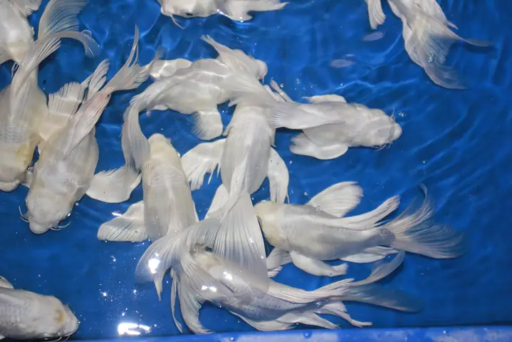 Cá Rồng Quy Nhơn: Địa Chỉ Mua Bán, Nuôi & Chăm Sóc Uy Tín