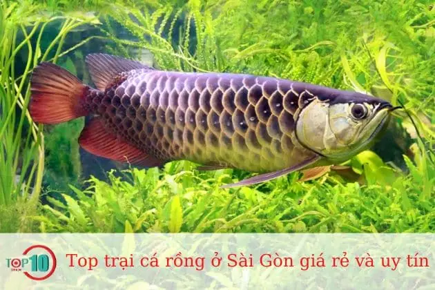 Cá Rồng Sài Gòn: Địa Chỉ Mua Bán Uy Tín Và Tư Vấn Chăm Sóc