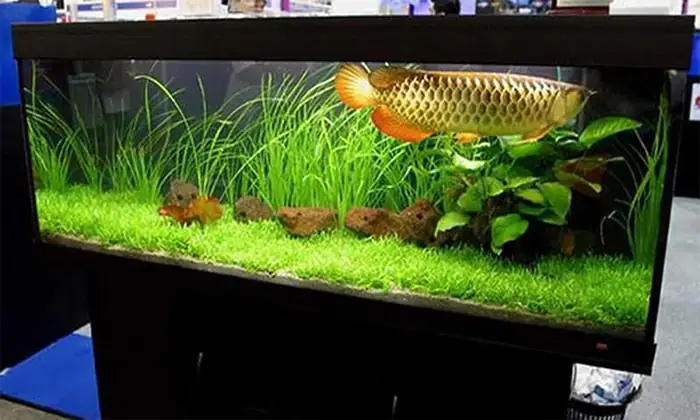 Cá Rồng Sống Được Bao Lâu? Tuổi Thọ Thực Tế & Yếu Tố Ảnh Hưởng