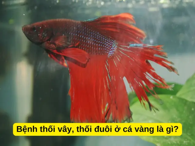 Cá Rồng Bị Thối Vây: Nguyên Nhân, Nhận Biết Và Cách Trị Hiệu Quả