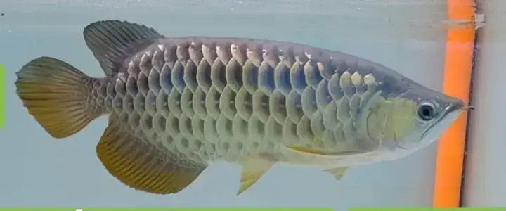 Cá Rồng Bị Thối Vây: Nguyên Nhân, Nhận Biết Và Cách Trị Hiệu Quả