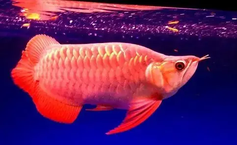 Cá Rồng Bị Thối Vây: Nguyên Nhân, Nhận Biết Và Cách Trị Hiệu Quả