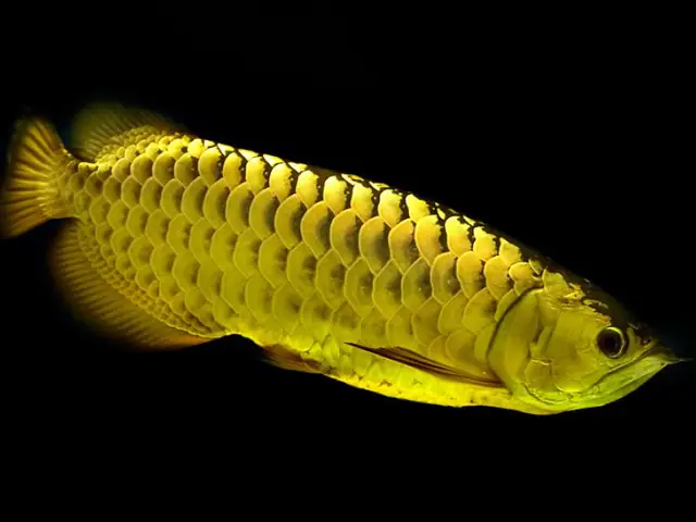 Giá Cá Rồng Vàng: Bao Nhiêu Tiền Một Con & Các Yếu Tố Ảnh Hưởng