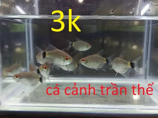 Top Cá Săn Mồi Mini: Lựa Chọn Thú Vị Cho Bể Cá Nhỏ & Vừa