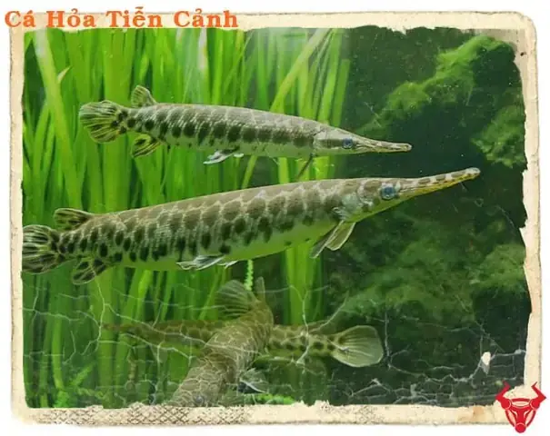 Cá Sấu Hỏa Tiễn Sinh Sản: Chu Kỳ, Tập Tính Và Mùa Vụ Reproduction