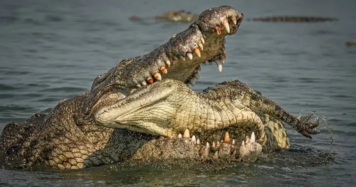 Cá Sấu Sông Nile: Đặc Điểm, Tập Tính Săn Mồi Và Sự Nguy Hiểm