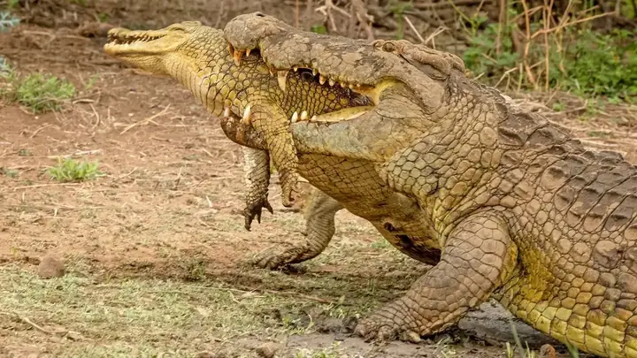 Cá Sấu Sông Nile: Đặc Điểm, Tập Tính Săn Mồi Và Sự Nguy Hiểm